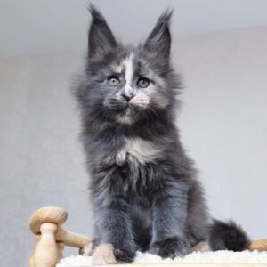 Maine Coon Kittens for sale in Houston Texas
