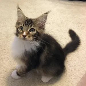 Very Healthy Maine coon Cats to buy in Tampa FL