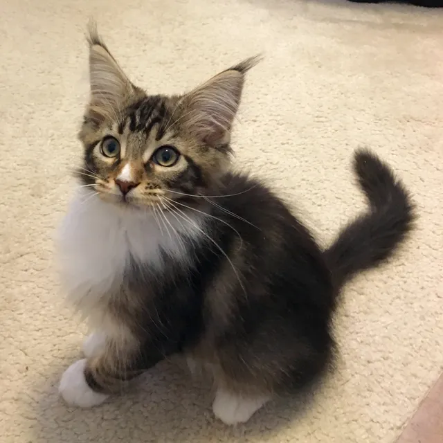 Very Healthy Maine coon Cats to buy in Tampa FL