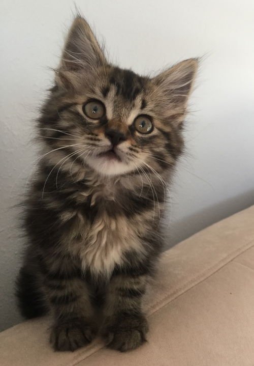 Maine Coon Kittens 4 sale in Indianapolis