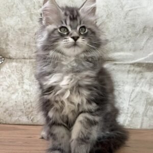 Mini maine coon kittens for sale in New Jersey