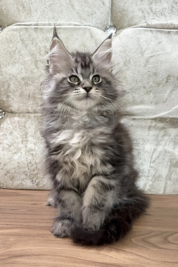 Mini maine coon kittens for sale in New Jersey
