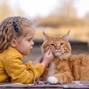 Maine Coon Kittens for sale in California-buy now